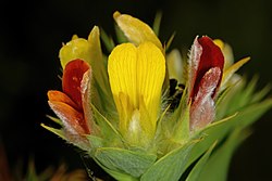 Aspalathus Cordata: Plantspesie