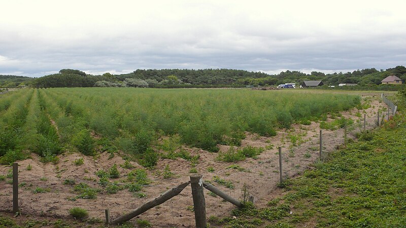 File:Asparagus Smallholding - geograph.org.uk - 1968958.jpg