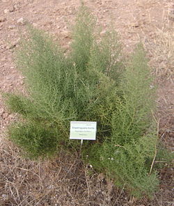 Asparagus horridus L. 
 19-08-2011 18-38-35 2049x2427. 
 JPG