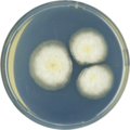 Aspergillus striatulus growing on CYA plate