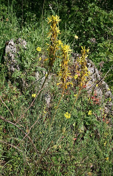 File:Asphodeline lutea 2.jpg