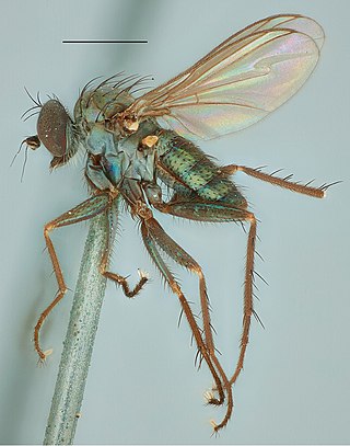 <i>Asyndetus</i> Genus of flies