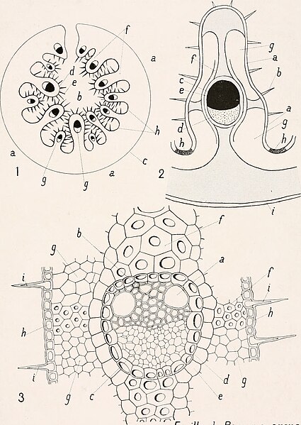 File:Atlas de botanique microscopique - manuel de travaux pratiques (1908) (20156974759).jpg