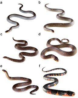 <i>Atractus</i> genus of snakes