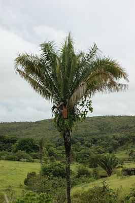 Attalea brasiliensis