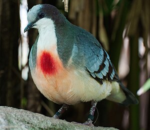 Luzon Bleeding-Heart