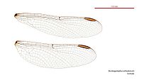Austrogomphus arbustorum female wings (34248532283).jpg