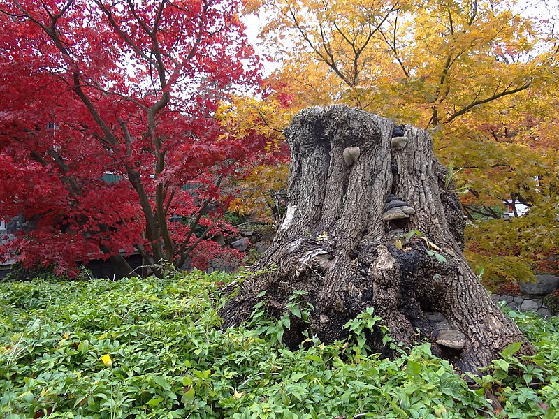 File:Autumn in Stanley Park - Vancouver, BC, Canada - 01 (6349697282).jpg