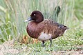 Hardhead (Aythya australis) male, Lake Dulverton, Oatlands, Tasmania, Australia