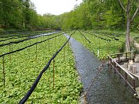 Locurile de cultivare pentru wasabi de la Azumino