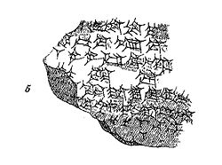 Correspondence between Ili-ippasra, the governor of Dilmun, and Enlil-kidinni, the governor of Nippur, ca. 1350 BC. BE XVII 88.jpg