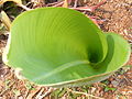 Baby banana tree developing the first leaf.JPG