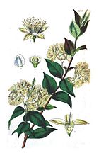 Miniatura para Backhousia myrtifolia