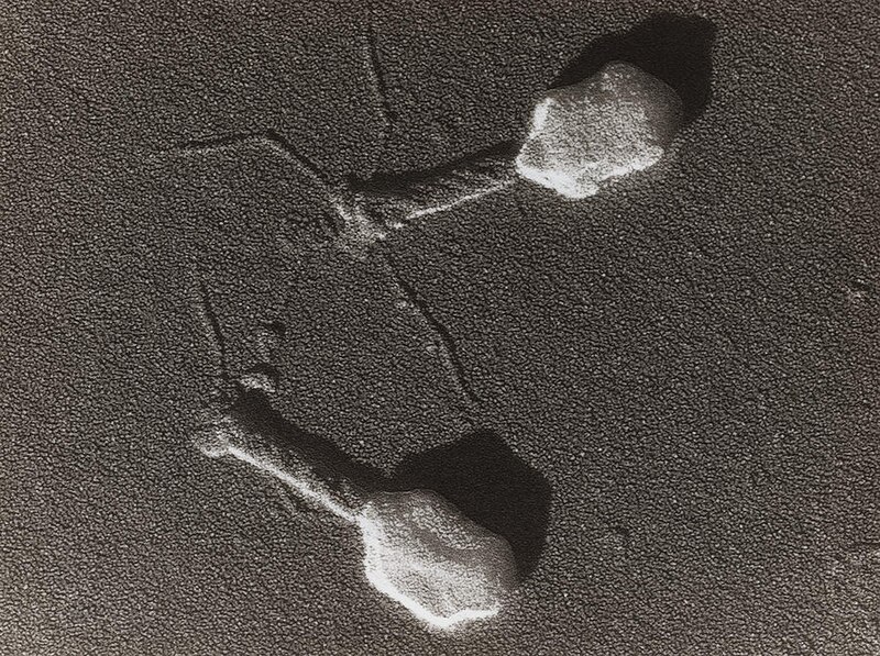 File:Bacteriophage.jpg