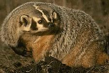 American badger at the Modoc National Wildlife Refuge Badger modocnwr.jpg