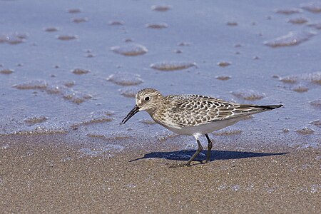 Calidris bairdii