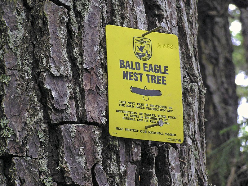 File:Bald Eagle Nest Tree Sign 2.jpg