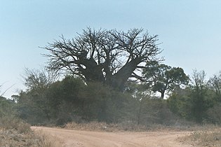 Baobab tree in Kruger Park, South Africa