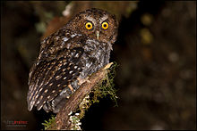 Yalang'och shovqinli Owl (Megascops clarkii) .jpg