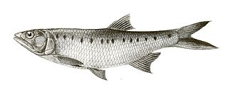 Burmese trout