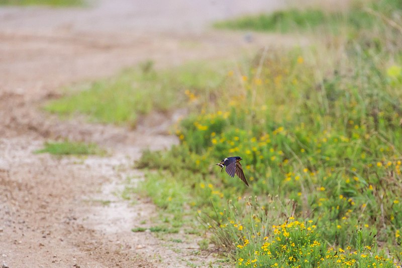 File:Barn swallow (50230287687).jpg