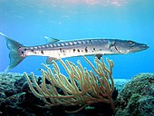 A living Sphyraena, or barracuda Barracuda laban.jpg
