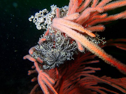 Basket star at Bruce's Mark northwest pinnacle