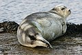 Bearded Seal (Erignathus barbatus), Baltasound marina - geograph.org.uk - 2323379.jpg