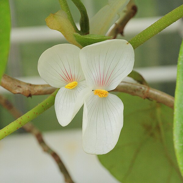 File:Begonia ampla-IMG 5505.jpg