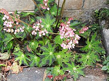 Begonia heracleifolia nigricans-1-bsi-yercaud-salem-India.JPG