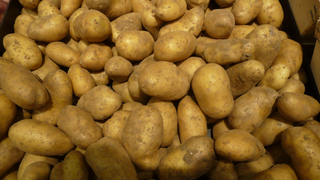 <span class="mw-page-title-main">Belle de Fontenay</span> Potato variety