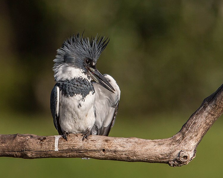 File:Belted Kingfisher Preening (16378530488).jpg