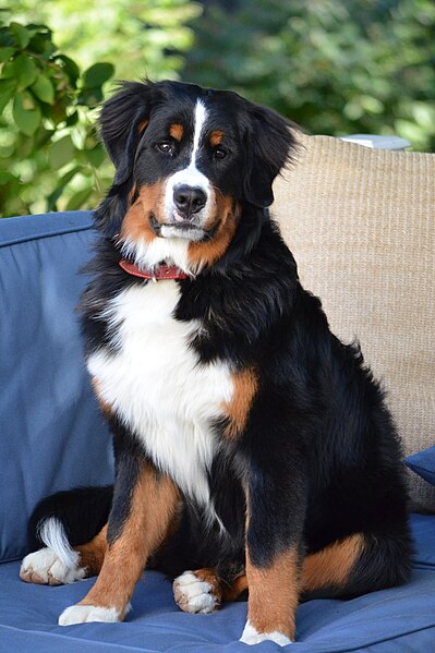 File:Bernese Mountain Dog - 9 months.JPG