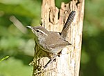 Thumbnail for File:Bewick's Wren 7739m.jpg