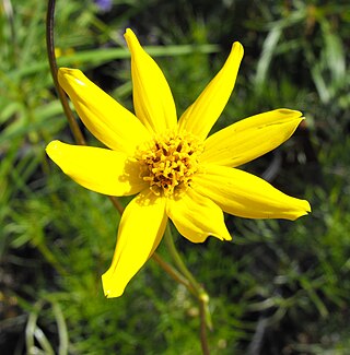 <i>Bidens nudata</i> Species of perennial plant