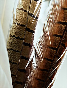 Bird Feather No. 16