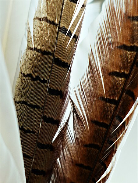 File:Bird Feather No. 16.jpg