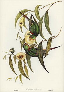 Swift Lorikeet (Lathamus discolor) illustrated by Elizabeth Gould (1804-1841) for John Gould's (1804-1881) Birds of Australia (1972 Edition, 8 volumes). Bird illustration by Elizabeth Gould for Birds of Australia, digitally enhanced from rawpixel's own facsimile book388.jpg