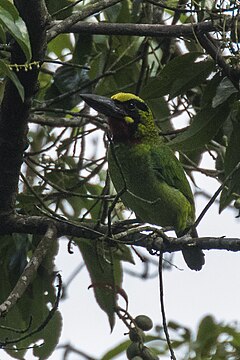 Description de l'image Black-banded Barbet - Carita - West Java, Indonesia.jpg.