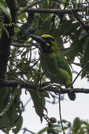 Descrierea imaginii Barbet cu bandă neagră - Carita - West Java, Indonesia.jpg.