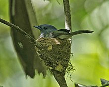 Black-naped monarch (Hypothymis puella puella) žena na hnízdě.jpg