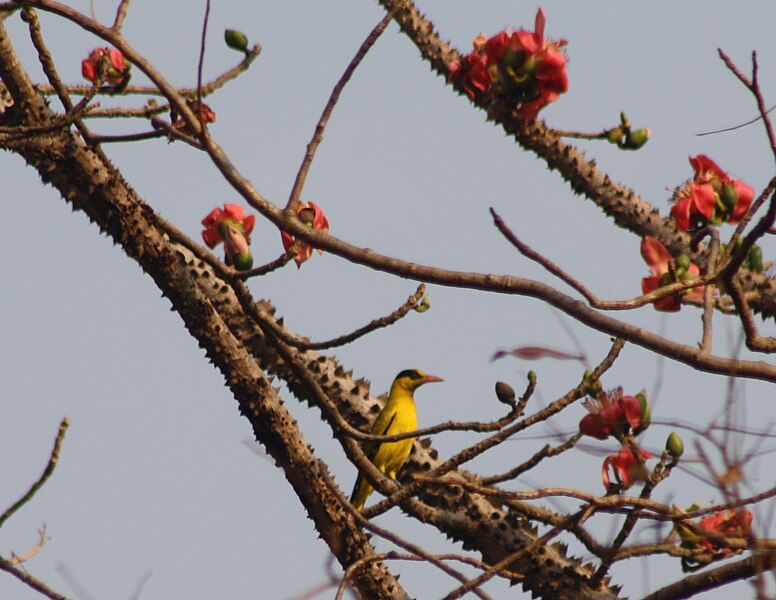 File:Black-naped Oriole Oriolus chinensis at BNHS Nature Reserve Goregaon East Mumbai IMG 4960 (1).JPG