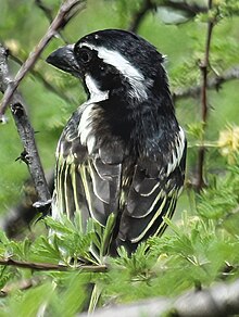 Seen at Lake Bogota - Kenya Black-throated Barbet.jpg