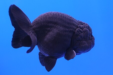 Black Ranchu.jpg