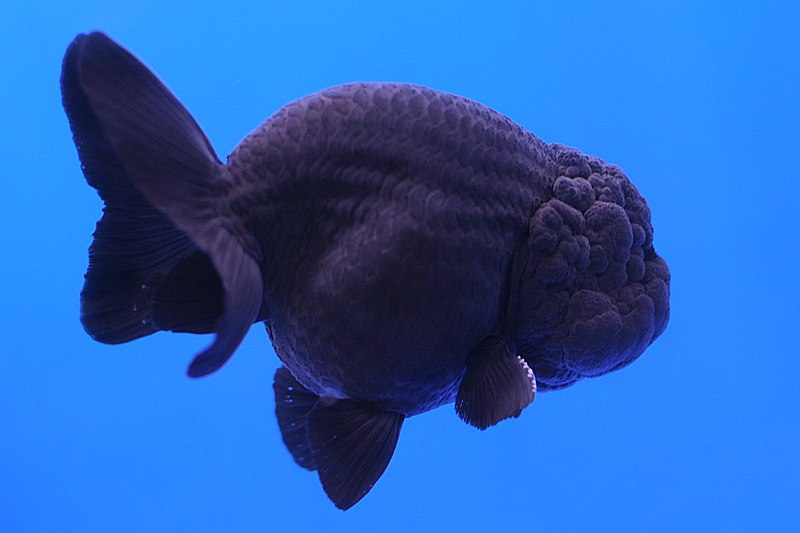 File:Black Ranchu.jpg