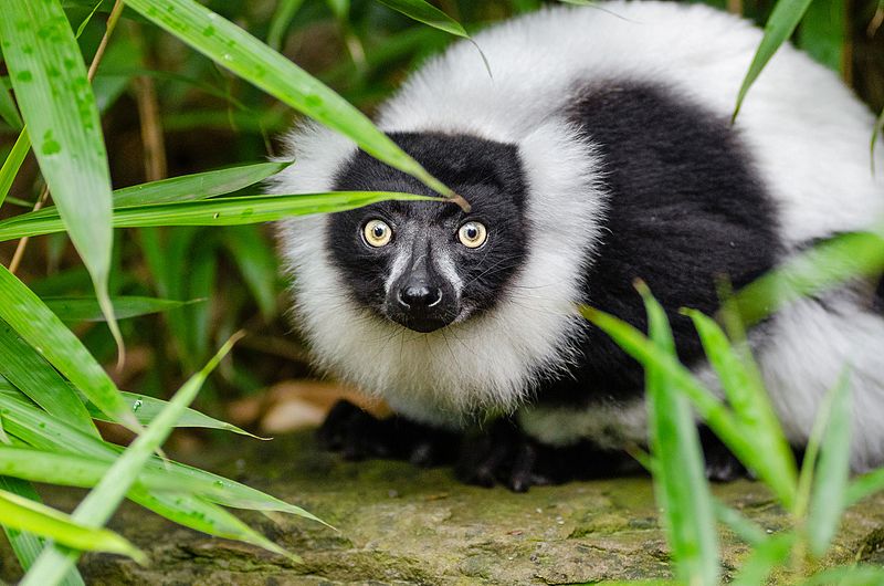 File:Black and white Ruffed Lemur (24698376241).jpg