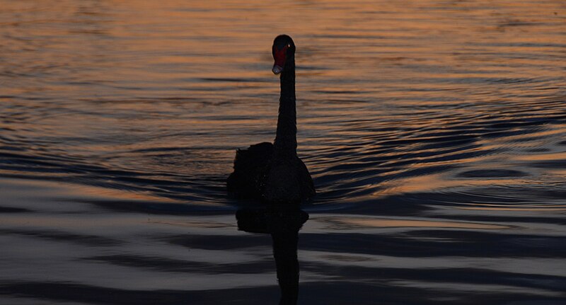 File:Black swan, Duck Pond, Centennial Park (02).jpg