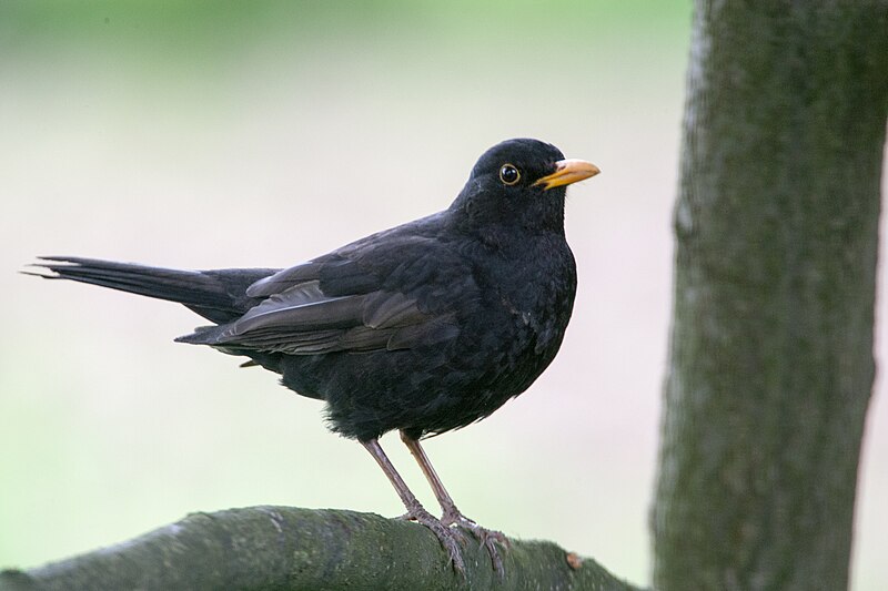 File:Blackbird Lodz(Poland)(js)07.jpg