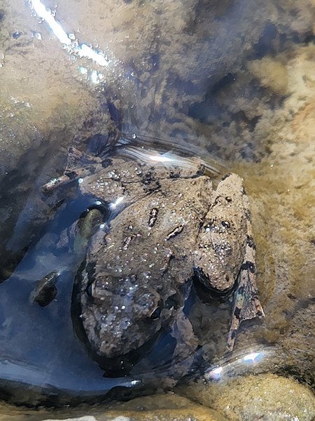 File:Blanchard's Cricket Frog Dark Patterns.jpg