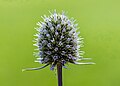 * Nomination Inflorescence of a Eryngium. Focus stack of 79 photos. --Agnes Monkelbaan 04:14, 7 October 2023 (UTC) * Promotion  Support Good quality. --XRay 04:18, 7 October 2023 (UTC)